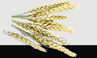 J9旗舰厅(中国区)官方网站