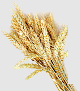 J9旗舰厅(中国区)官方网站