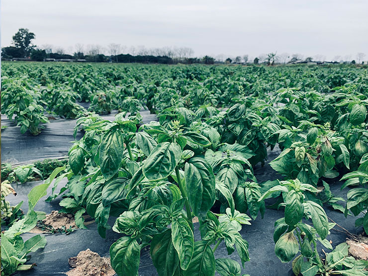 J9旗舰厅(中国区)官方网站