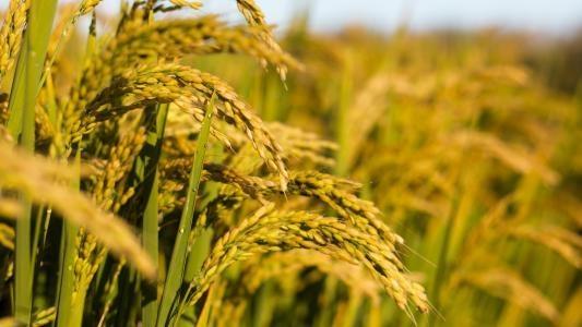 J9旗舰厅(中国区)官方网站