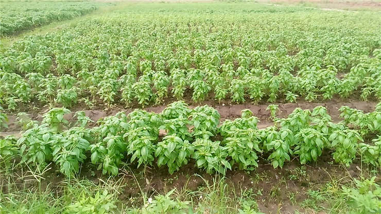 J9旗舰厅(中国区)官方网站