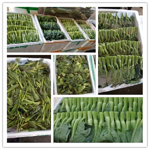 J9旗舰厅(中国区)官方网站